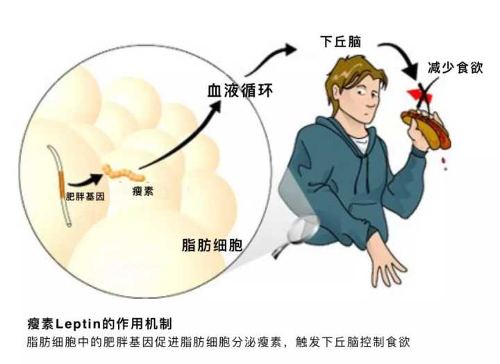 老中医减肥中药秘方_老中医孙女减肥中药秘方_减肥小秘方