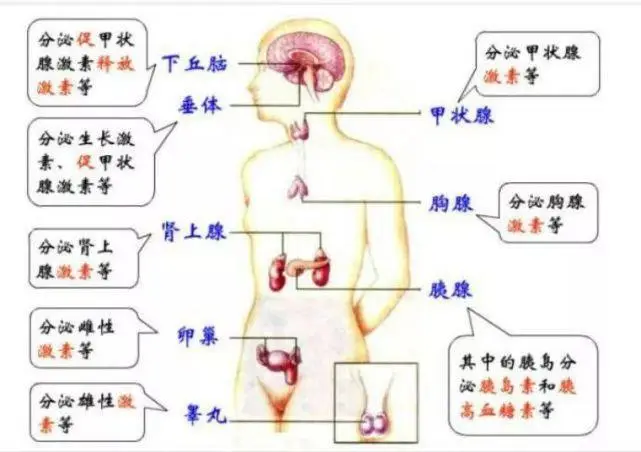 老中医孙女减肥中药秘方_减肥小秘方_老中医减肥中药秘方