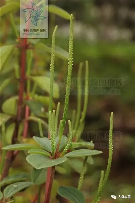 关节炎偏方_手指关节疼痛的偏方_游走性关节炎的偏方