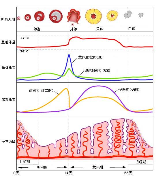 治痛经偏方大全_痛经怎么办快速止痛偏方大全_治疗痛经的偏方