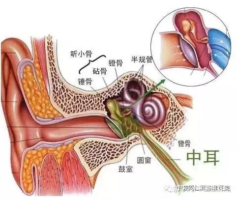 中耳炎偏方_治中耳炎的特效偏方_治疗中耳炎的偏方洋葱