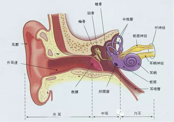 治中耳炎的特效偏方_中耳炎偏方_治疗中耳炎的偏方洋葱