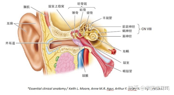 中耳炎偏方_治疗中耳炎的偏方洋葱_治中耳炎的特效偏方