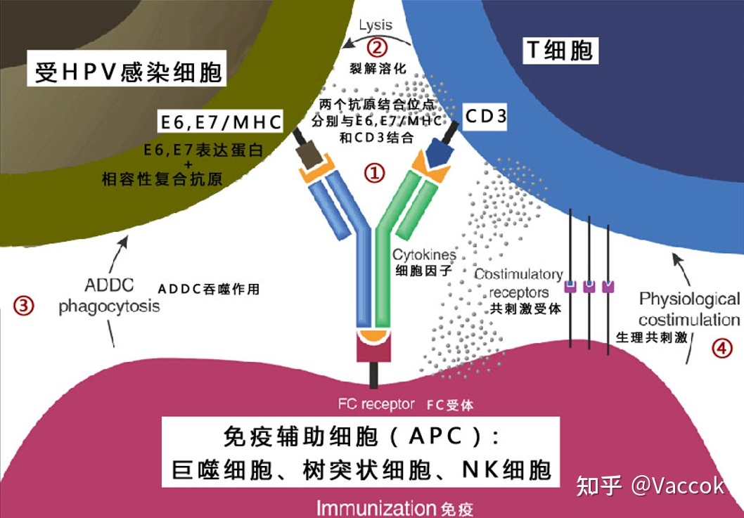 猪瘟最好治疗方法_治疗腋臭那种方法好_颈椎病治疗那种方法好