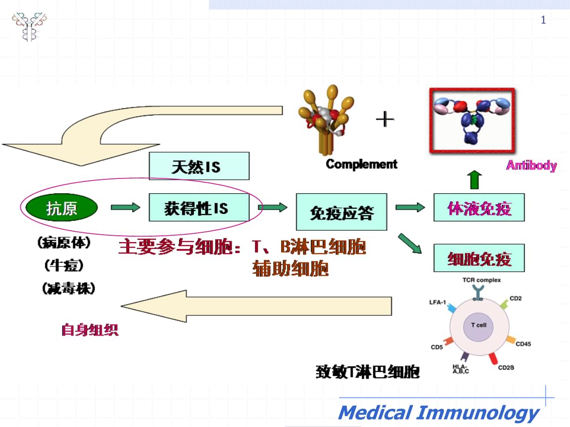 猪瘟最好治疗方法_颈椎病治疗那种方法好_治疗腋臭那种方法好