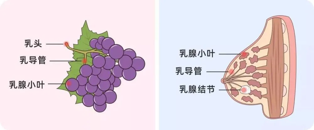 彻底根治扁平疣的偏方_彻底根治乳腺结节偏方_彻底根治疝气偏方