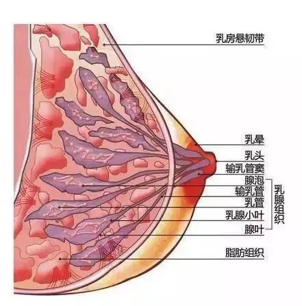 彻底根治乳腺结节偏方_彻底根治扁平疣的偏方_彻底根治疝气偏方