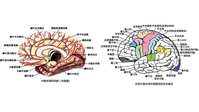 脑梗塞偏方_脑腔隙性梗塞怎么治_苹果醋姜汁偏方治脑梗