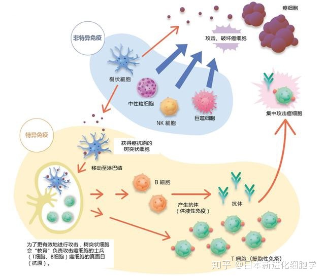 胰尾癌治疗偏方_治疗食道癌偏方_食道麟状细胞癌