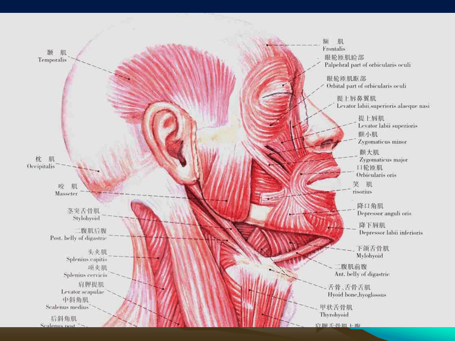 颊肌位置图图片