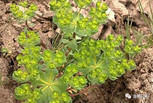 民间祖传偏方肠息肉_增生性肠肠息息肉最好的治疗方法_有十二指肠息肉 那么肠也会有息肉么