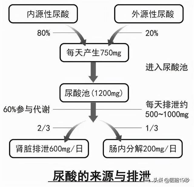 尿酸高吃花生 尿酸高的饮食注_尿酸高偏方_甘油三脂和尿酸高转氨酶高怎么办