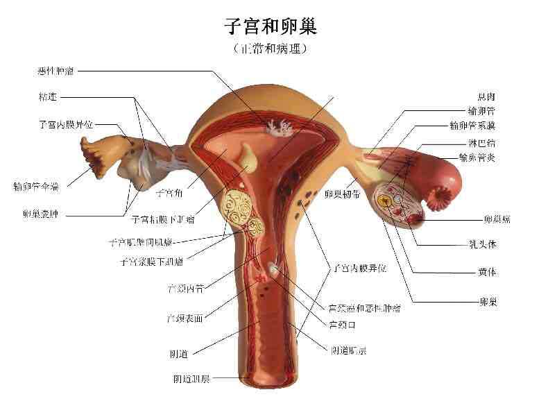 民间治疗宫寒偏方_治疗宫寒不孕的偏方_宫寒不孕怎么治疗