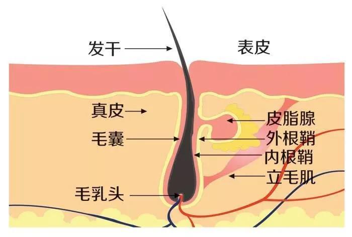 脂溢脱发原因及治疗_脂溢性脱发偏方_脂溢脱发原因