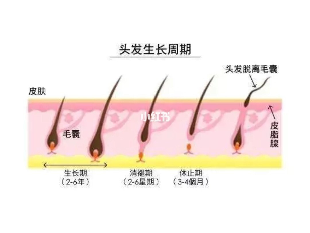 脂溢脱发原因及治疗_女性脂溢脱发什么原因_脂溢性脱发偏方