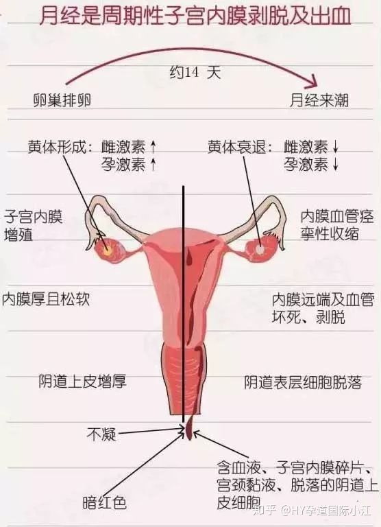 月经不调偏方