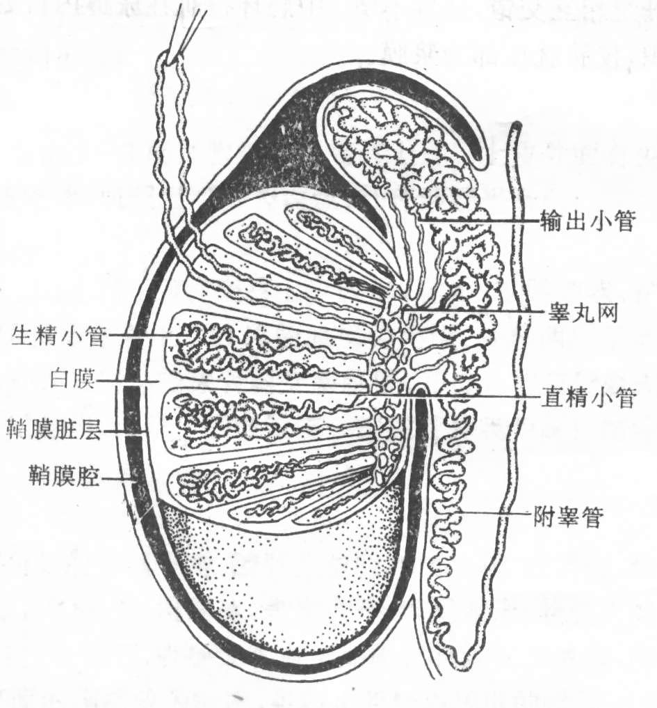 补睾丸的偏方