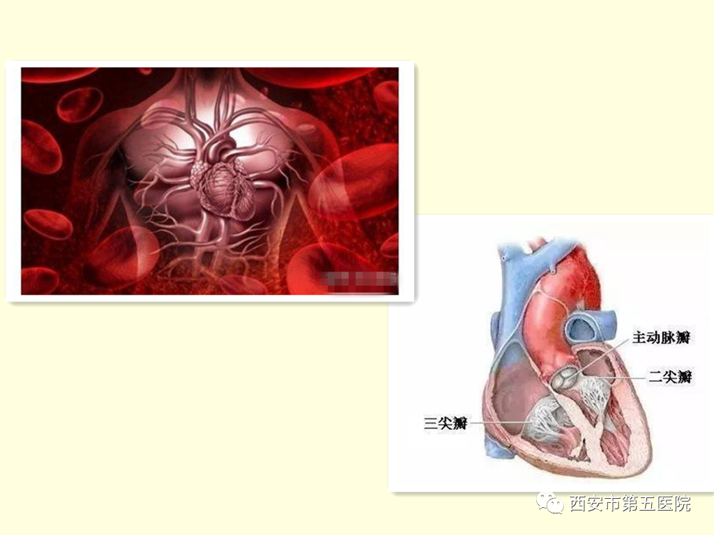 瓣膜疾病治疗偏方