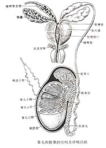 前列腺示意图