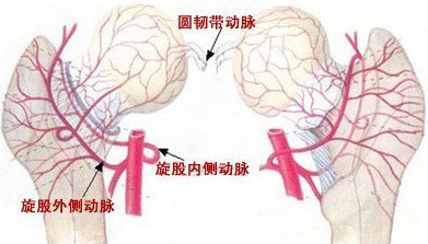 胡骨头坏死怎么治疗_治疗股骨头坏死秘方_骨头坏死 治疗