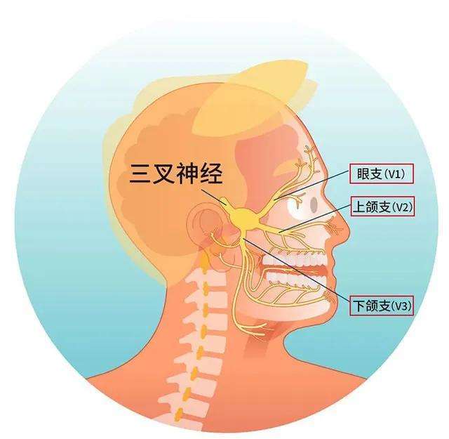 偏方治好了我的三叉神经痛_治偏痛颗粒哪个牌子好_中药治带状疱疹后遗症神经痛的偏方6