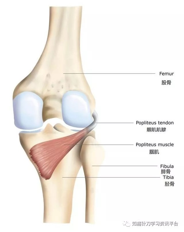 膝痹病中医诊疗方案_根治各种膝关节病偏方_根治布病偏方