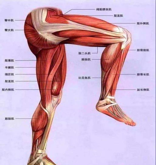 根治各种膝关节病偏方_膝痹病中医诊疗方案_根治布病偏方