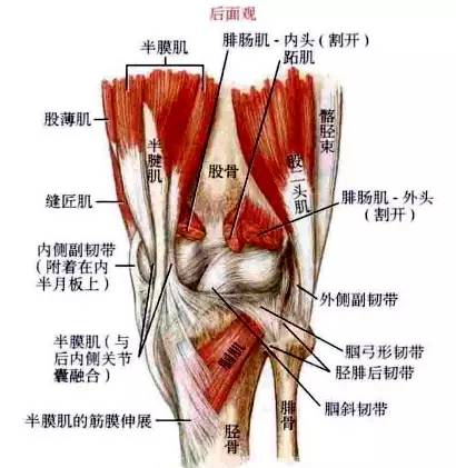 膝痹病中医诊疗方案_根治布病偏方_根治各种膝关节病偏方