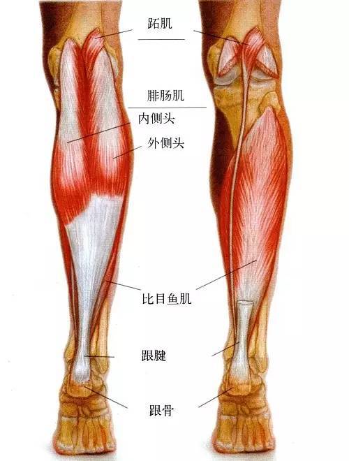 膝痹病中医诊疗方案_根治布病偏方_根治各种膝关节病偏方