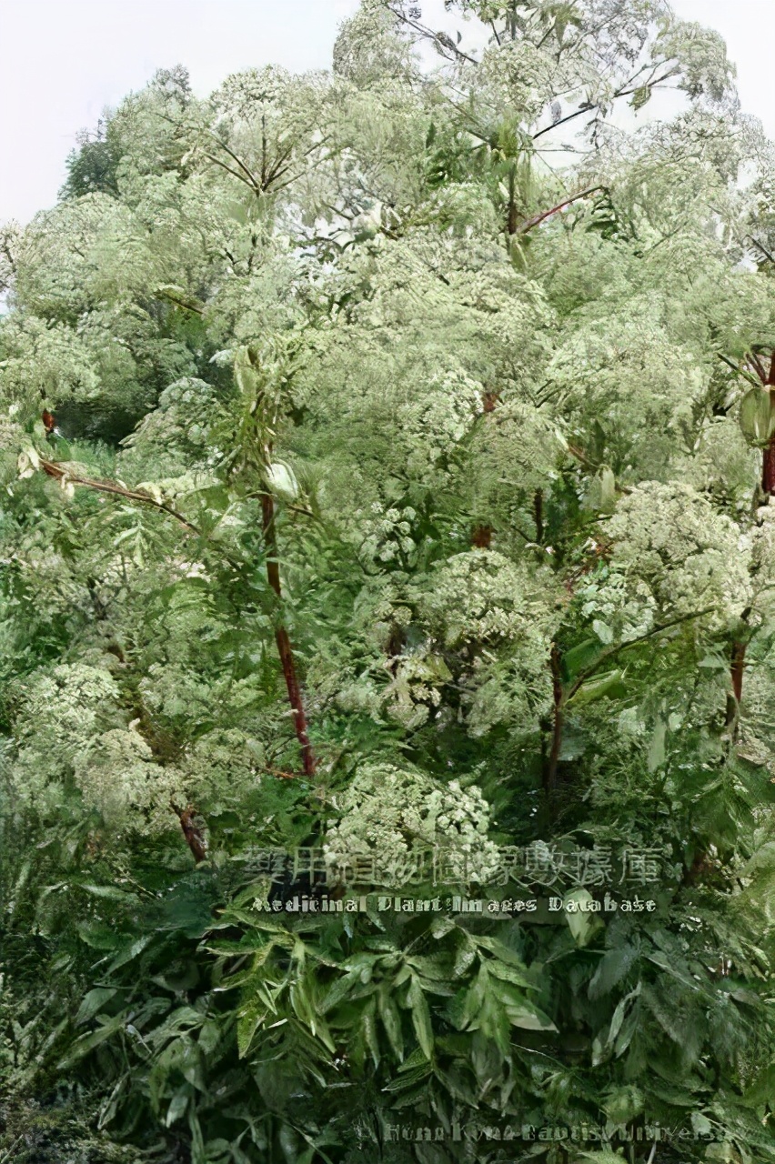 《本草纲目》故事：白芷善治头痛