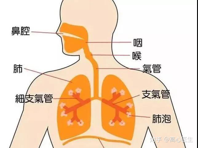 小孩咳嗽有痰偏方_咳嗽偏方_咳嗽的小偏方