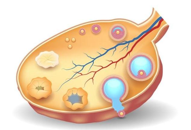 吃什么食物保养卵巢_四十岁女人保养卵巢_卵巢保养秘方