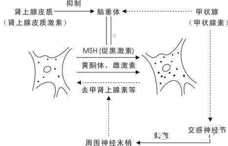 肝斑中药祛斑秘方_祛肝斑中药_中药调理祛肝斑