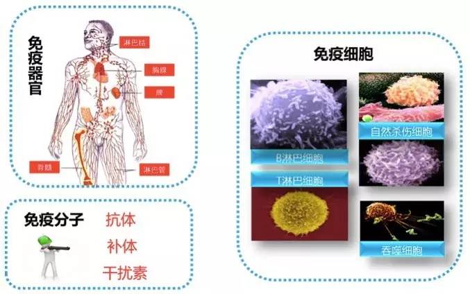 肺癌晚期治疗偏方_肺癌晚期偏方_治肺癌晚期特效偏方