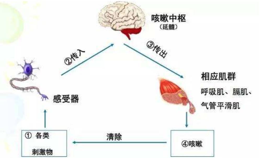 止咳的偏方_止咳祛痰偏方_快速止咳的偏方