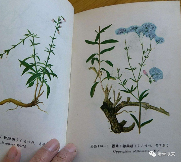 中草药配方大全书_黑坑江湖小药配方大全_中草配方茶疗效怎么样