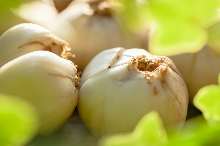 小儿咳嗽食疗偏方_过敏性咳嗽食疗偏方_风寒感冒咳嗽偏方食疗