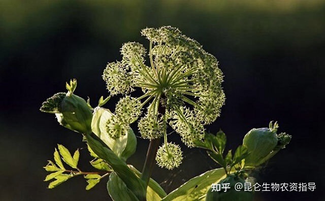 蚯蚓药用偏方_苹果树根药用_臭椿树根药用偏方