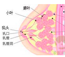 乳腺囊性结节和乳腺结节区别_根治乳腺结节偏方_根治乳腺结节偏方秘方