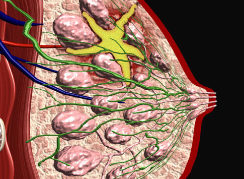 乳腺纤维瘤治疗偏方_乳腺纤维腺瘤恶性能治疗好吗_乳腺结节民间治疗偏方