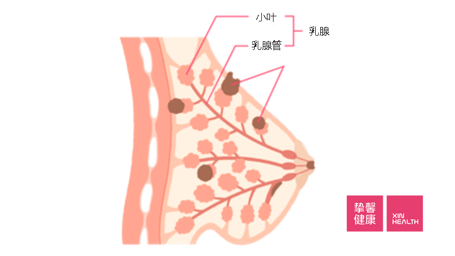 site256shop.com 治乳腺结节偏方_仙人掌治乳腺结节偏方_sitebaojian.91jm.com 治乳腺结节偏方