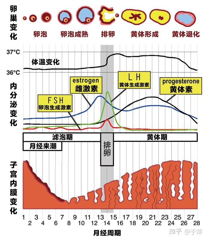 民间有效治疗绝经偏方_朱晓平很老很老的老偏方，小病一扫光^^^很老很老的老偏方：女_绝经的偏方