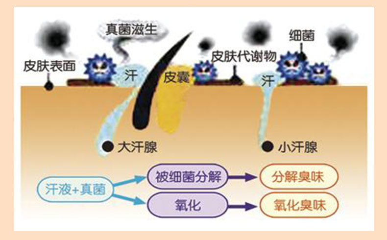 偏方治狐臭_治狐臭偏方大全_治狐臭偏方