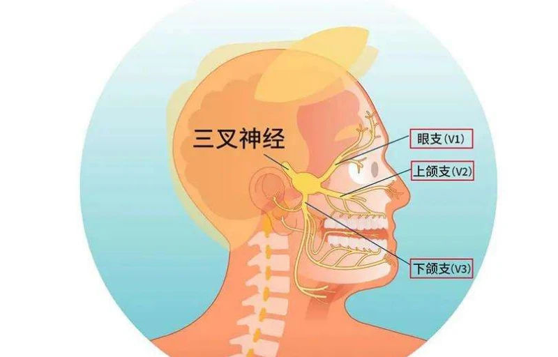 中国秘方-特效草药秘方联盟中心_民间特效秘方_三叉神经痛的特效秘方