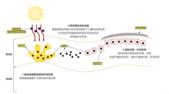 快速美白秘方_美白秘方_民间美白秘方