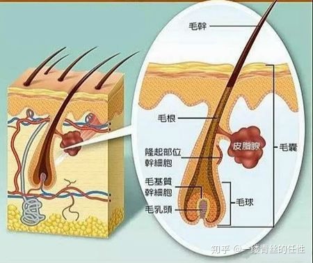 脂溢性脱发偏方_女性脂溢脱发能治好_女性脂溢脱发能治好吗