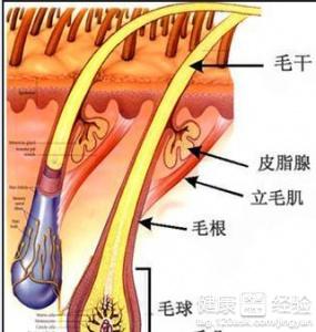 女性脂溢脱发能治好_脂溢性脱发偏方_女性脂溢脱发能治好吗