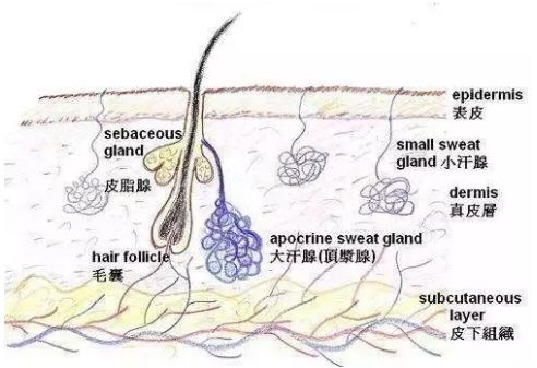 关于腋臭的是是非非