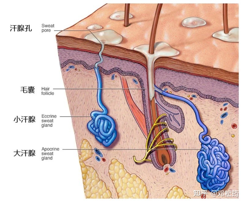 治疗狐臭的偏方_治疗狐臭偏方集_如何治疗狐臭 民间怎么治疗狐臭