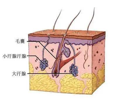 如何治疗狐臭 民间怎么治疗狐臭_治疗狐臭的偏方_治疗狐臭偏方集